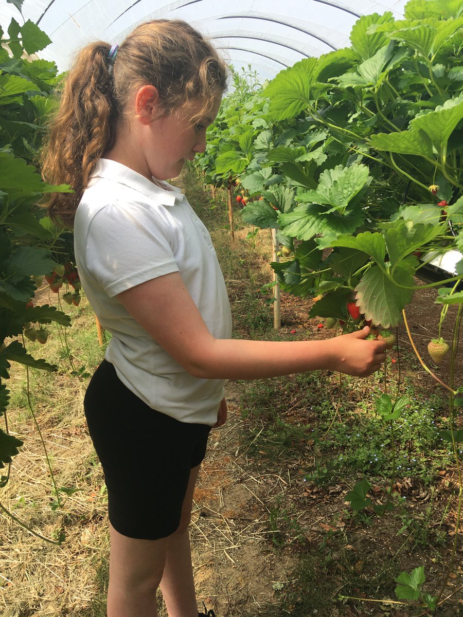 MATEndeavour_ac's tweet photo. Some pictures from strawberry picking last week! ๐๐#rectoryfarm #strawberrypicking #healthyfood #fruit #sen #autism @MAT_EndHouse @MacIntyre_ac https://t.co/YHsVeQ8Ybh