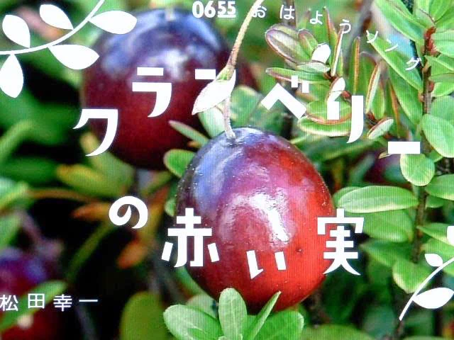 @geographica21 0655で時折歌うクランベリーの歌を思い出しました 