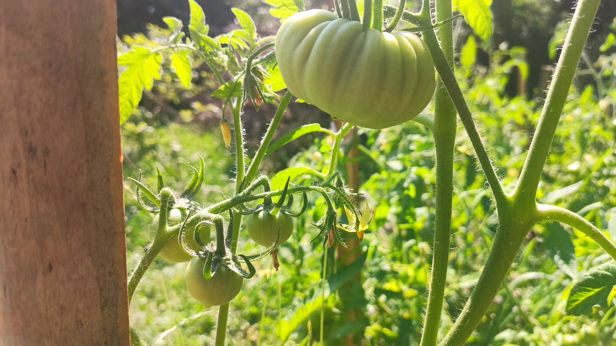 MichaelGniadek's tweet photo. 🍅🍅 https://t.co/vebiFL3l6A