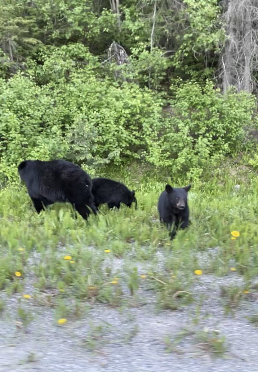 Forgot why I loved Canada so much and was reminded all over again with these gorgeous views! <a href="/Qammy91/">Qamar Ahmad</a>