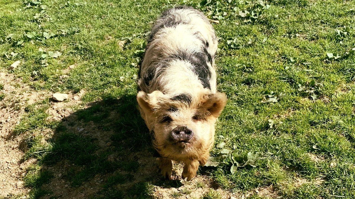 Starting your week off the right way... with Fizz! 🐽 

✨ Happy Monday!