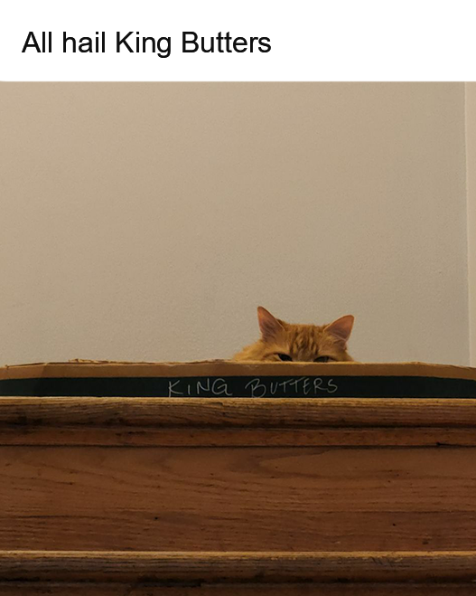 Litterbox tweet media