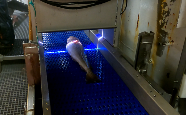 smartfishh2020's tweet photo. The #CatchScanner, as the name implies, scans the hauled fish onboard a vessel, and estimates the fish's weight, length and species.
๐ธ Testing a cod through the scanner (Melbu Systems AS)
#fisheries #BlueGrowth #fisheriesscience #fisheriesmanagment #innovation #technology https://t.co/xIbldmAk1x