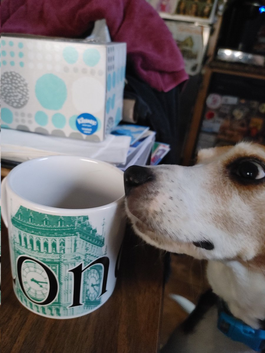 La_Dama_Abraza's tweet image. Coffee thief! #beagles #morningproblems