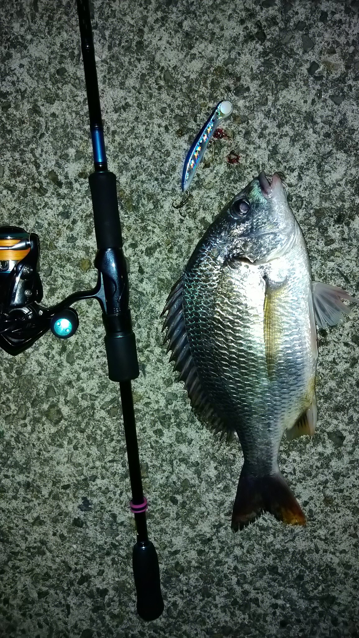 Osakabayfishing ひとし 今日はエギングロッドでチニング シーバスをやろうかと出動 チニングやるも明るい時間に2バイト 暗くなってシーバスやろかと投げ出したら キビレヒット ワーム食べて みたいなw 阪神間 河川シーバス 河川チニング フィンチ