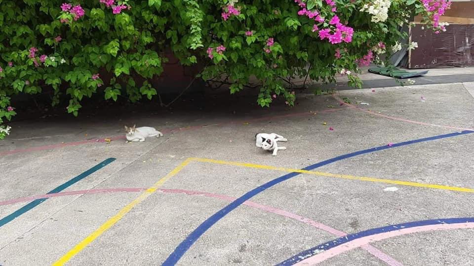CEUcats's tweet photo. Our new volunteers *insert marc & joelle* visited the university cats..
cant wait for the face to face class to resume so that we can take care the cats just like during the pre pandemic era 😿
#CEUcats https://t.co/SFVOcVSYZW