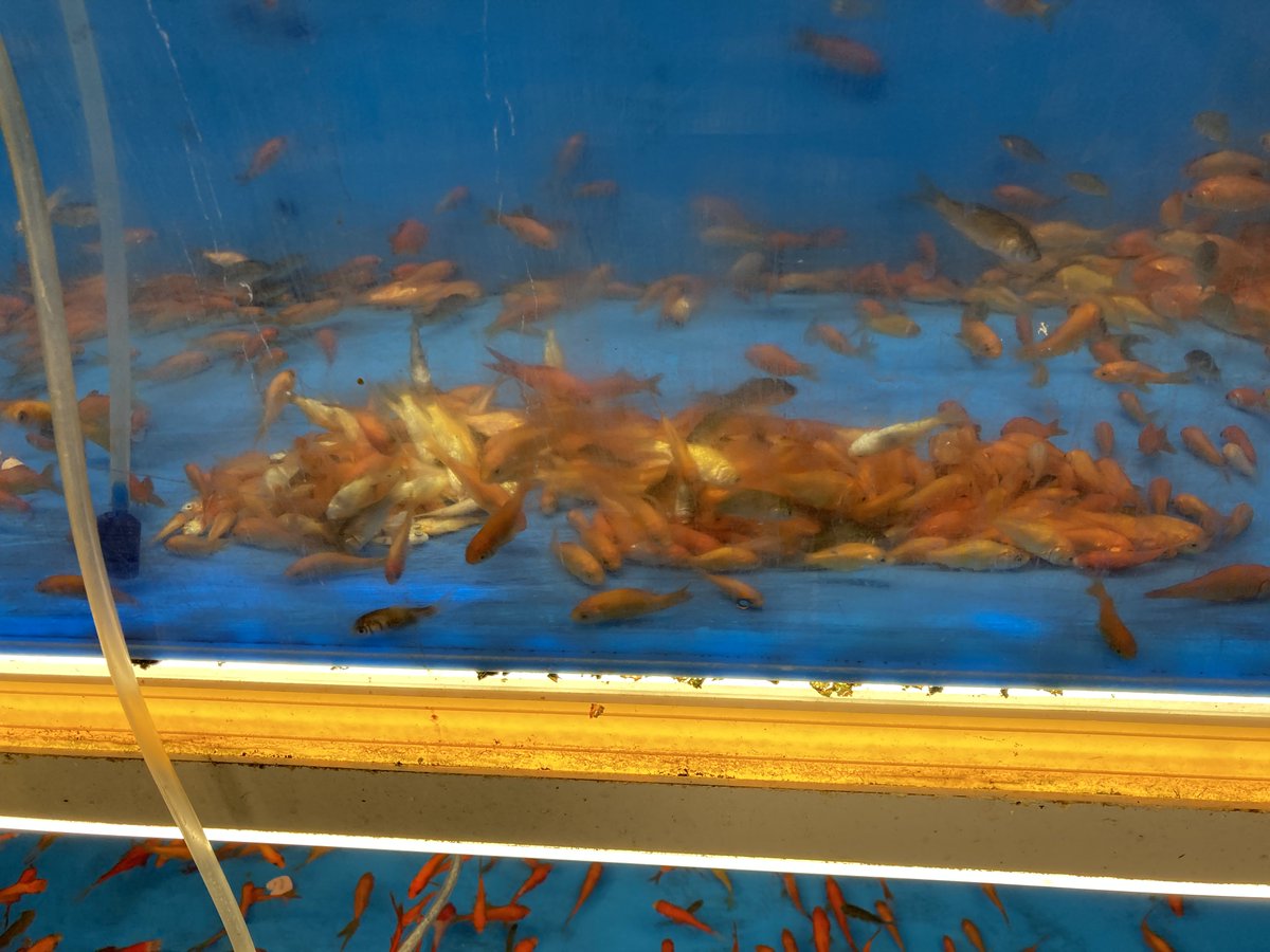 James Serpell tweet media