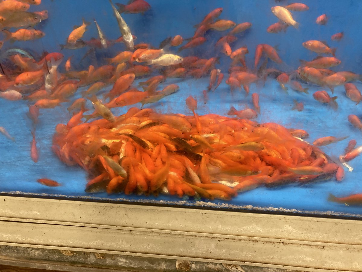 Mounds of dead, dying, and decomposing goldfish at my local PetsMart yesterday. This from a company that claims to be the, "leading funder of animal welfare in North America." IMO, they deserve to go out of business.
