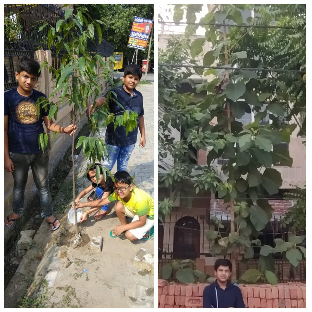 THEN and NOW..By lord Shri Krishna's grace..Sita Ashok(ltr replaced with teak)(1677)planted  on12/6/19  #onetreeeverydaysaveearthcampaign #fightclimatechange #afforestation #carbonsequestration #BeatAirPollution #oneearth #PlantTreesPlantHope #KingdomAnimaliaTrust #climateaction