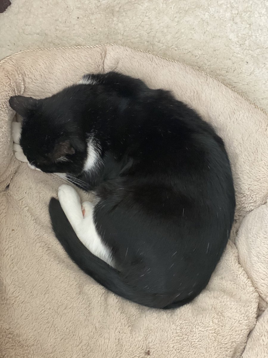 SpanielsSuper's tweet photo. I give up 💔🥺💔
She’s won 😢
She can have my bed 😭#PoorMo #Evicted #Bullied #Sad https://t.co/bZQDfWpCr4