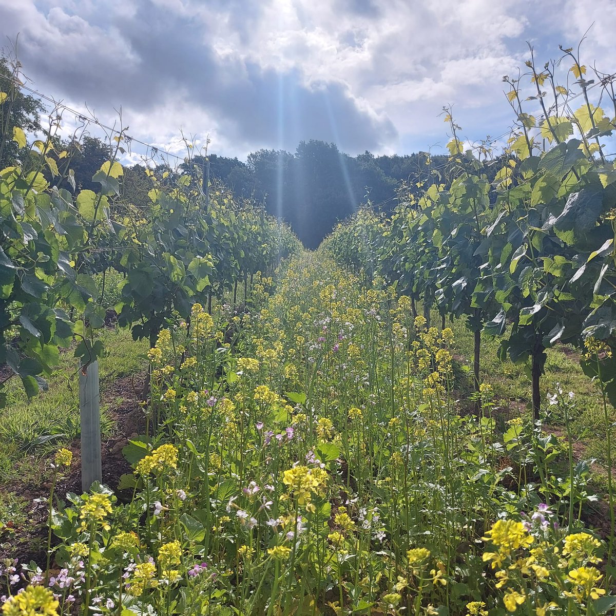 Soil improving Brassica mix looking lovely at @QuarrywoodVineyard.

#viticulture #covercrops #biodiversity #englishvineyard