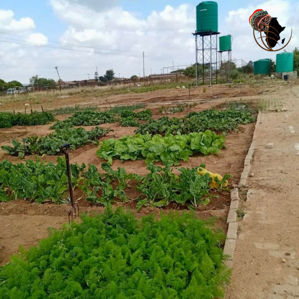 CharlotteMaxeke's tweet photo. Some progress pic from the Botlokwa Agriculture Project at Bodumo Primary School. 
#Community #Empowerment #Legacy #CMMI https://t.co/GMogvYtsKI