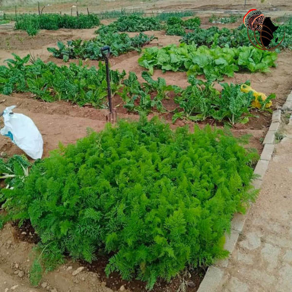 CharlotteMaxeke's tweet photo. Some progress pic from the Botlokwa Agriculture Project at Bodumo Primary School. 
#Community #Empowerment #Legacy #CMMI https://t.co/GMogvYtsKI
