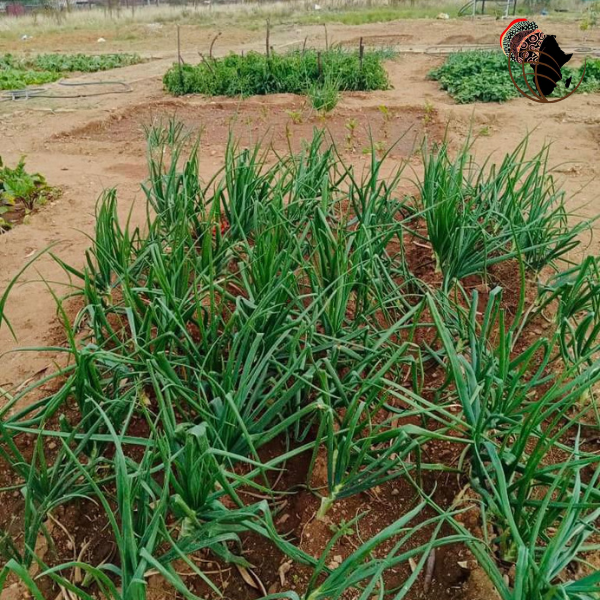 CharlotteMaxeke's tweet photo. Some progress pic from the Botlokwa Agriculture Project at Bodumo Primary School. 
#Community #Empowerment #Legacy #CMMI https://t.co/GMogvYtsKI