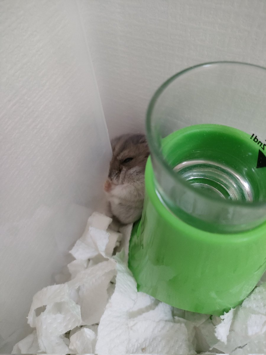 そんな狭いところで寝なくてもよくない？😂＃ハムスター #ハムスターのいる暮らし #ハムスター部 #ハムスター好きと繋がりたい #ハムスターのいる生活