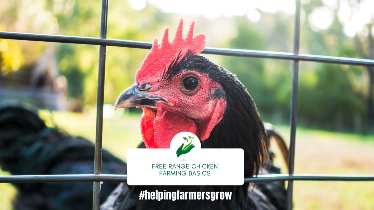 Did you know that New Castle is more prevalent during...Learn about free range chicken farming on our blog. 

bit.ly/3pgYAEf