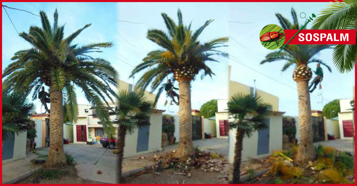 SOSPalm_Intl's tweet photo. 👀Surveillance and early detection 🩺 are the keys to combating the #redpalmweevil. On our website we explain how to prevent the infection of this plague. 
➡️ https://t.co/HWGyOX0WE8

#PalmLovers #gardening #treatments #treatmentpalms #gardening #redbill #sospalm https://t.co/TjSHIz6W9v
