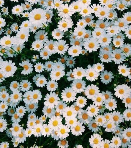 Ah şu papatya falları🌼 günaydın dilemek için geç kadım sanırım🌼 Mutlu günler.