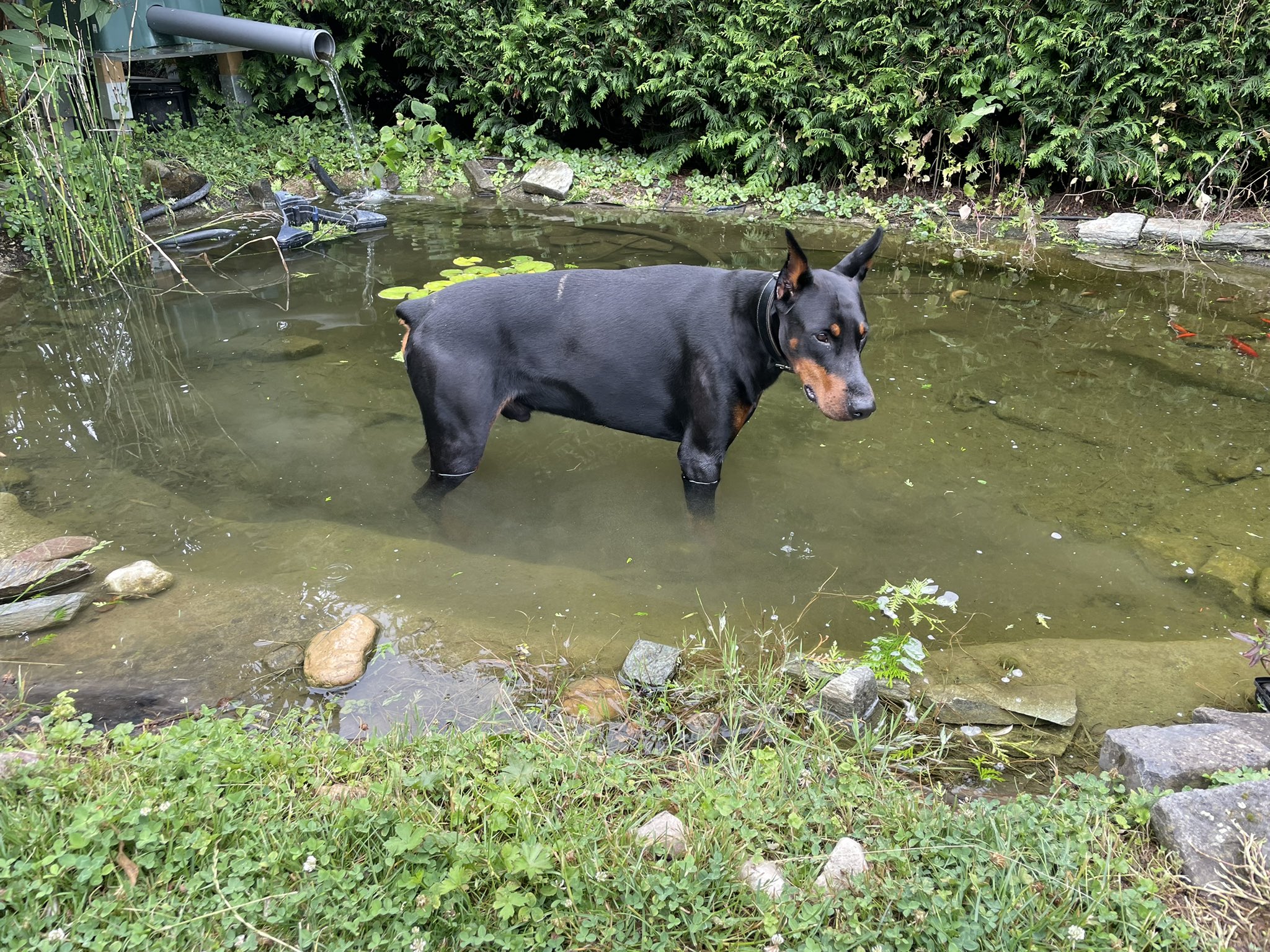 Rufus'n Team Airtag Hundehalsband - geeignet für Apple Airtags