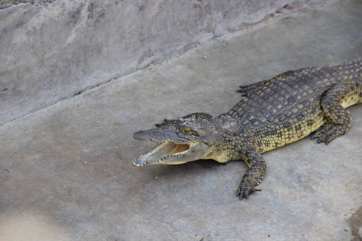 Campcrocs's tweet photo. When you see Crocodiles with their mouths wide open! They often sleep with their mouths wide open to release heat· They are not displaying aggression.
#visitCampcrocs https://t.co/DNATwD397J