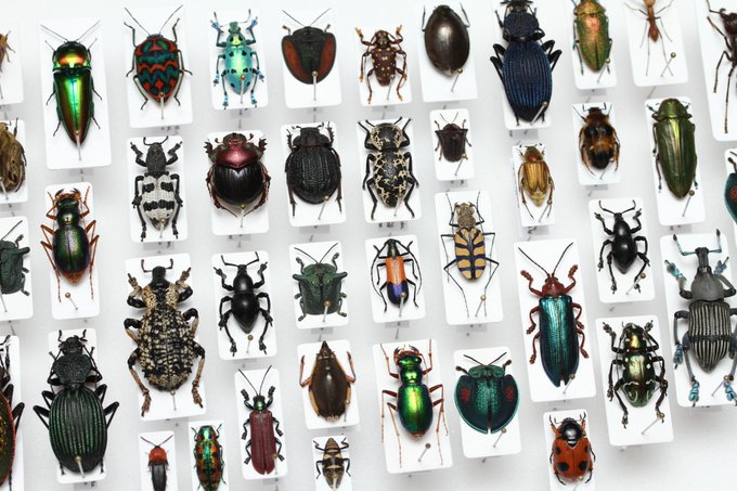 昆虫標本のtwitterイラスト検索結果 昆虫標本のtwitterイラスト検索結果