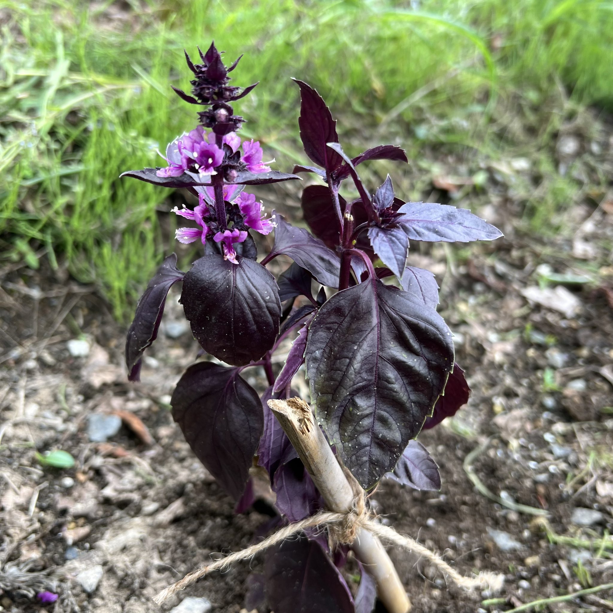 Uzivatel だいち 北海道田舎暮らし Na Twitteru ダークオパールバジル 紫バジル 葉っぱも花もきれいだったので植えてみました 多分あまり食べないのでほぼ観賞用 バジル ダークオパールバジル T Co Cu0gd55srm Twitter