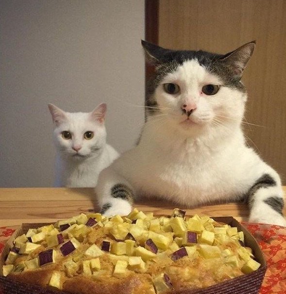 🐈 (@beomkaicats) on Twitter photo 