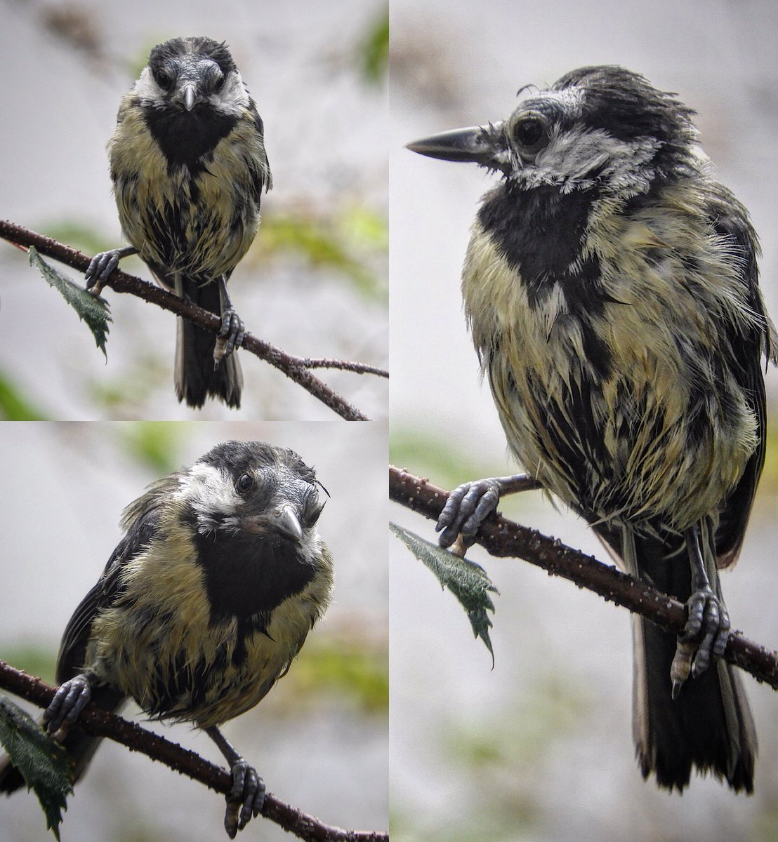 Being a new parent is stressful! 😵‍💫 

#GreatTit #Parusmajor #BirdsSeenIn2022