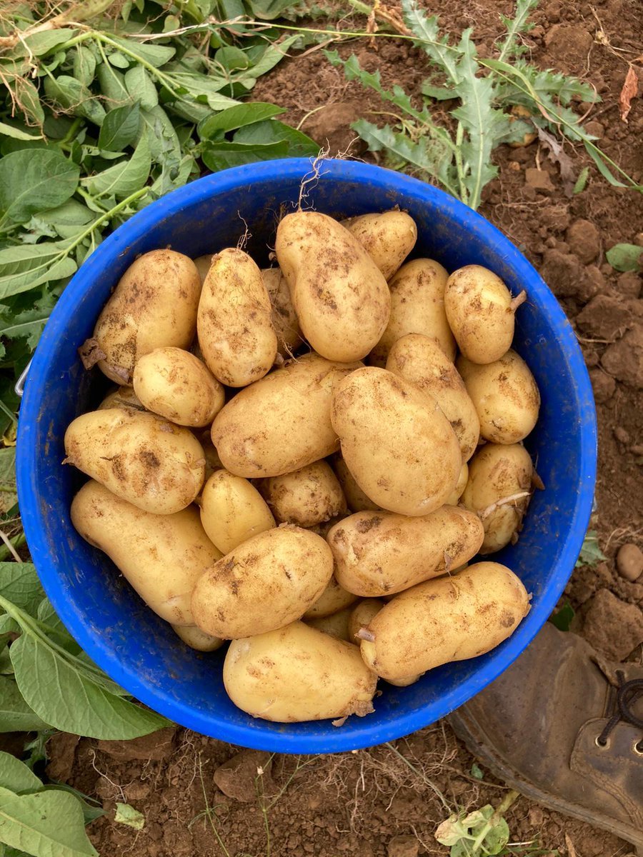 tenmilemenu's tweet photo. Organic veg, fresh from our Oxfordshire fields - https://t.co/HhsXIlykmf

#organicveg #organicfood #organicfarm https://t.co/IPKHjnf7l7