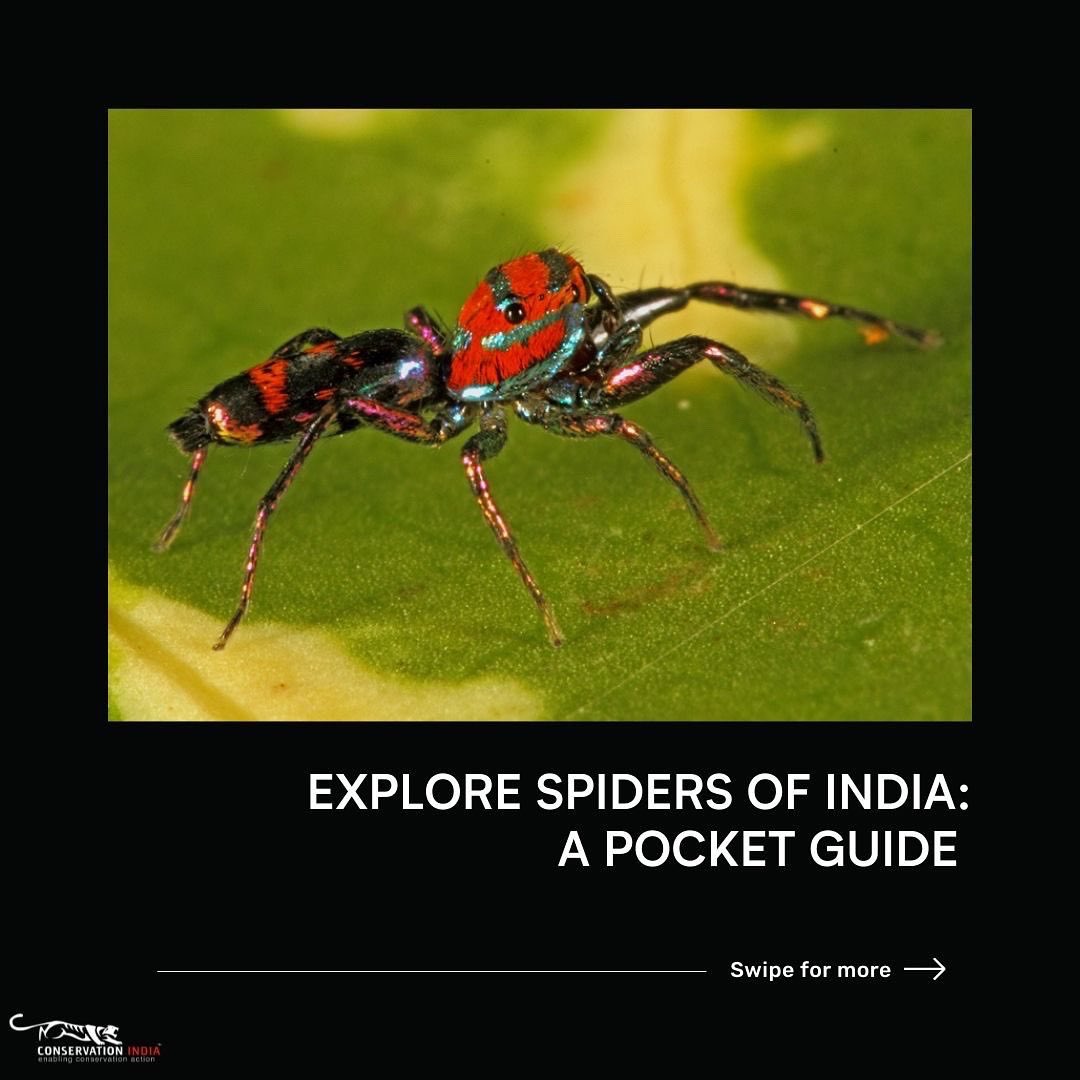 conserve_ind's tweet photo. We have seen spiders depicted in pop culture as Spiderman or as Aragog in Harry Potter. But ecologically, spiders play a crucial role of predator and prey, inhabiting various habitats from jungles to urban areas. (1/3) https://t.co/0XjxJoFelh