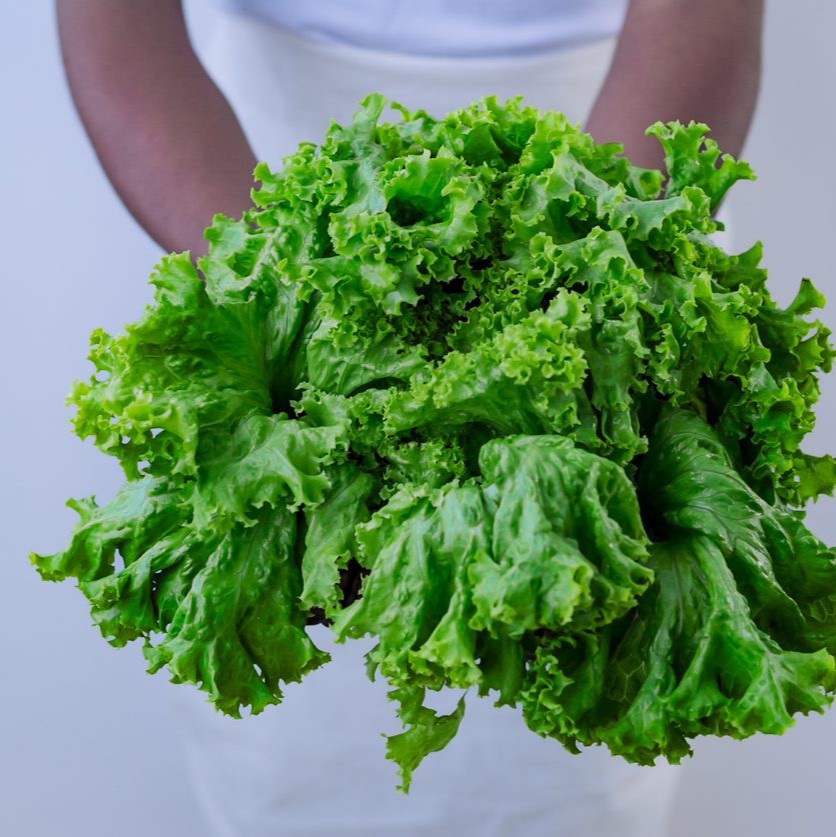 HrvstApp_'s tweet image. Lettuce. Anytime, anyplace, in any social context, hungry or not - there is always room for lettuce even on a Monday.⁠
⁠
#HRVSTMarket #HRVSTApp #RedefiningBalance #Healthylifestyle