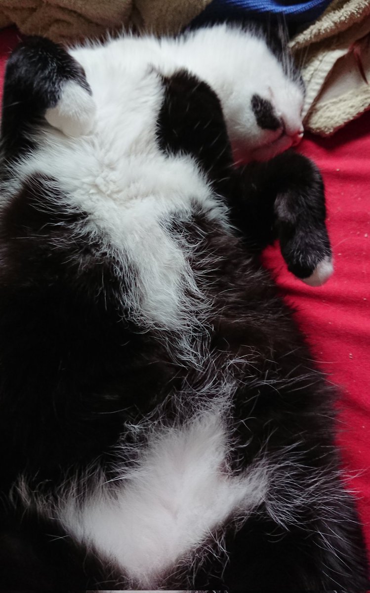 ObstundFell's tweet image. Superfluff 🤩

#catcontent #petcontent