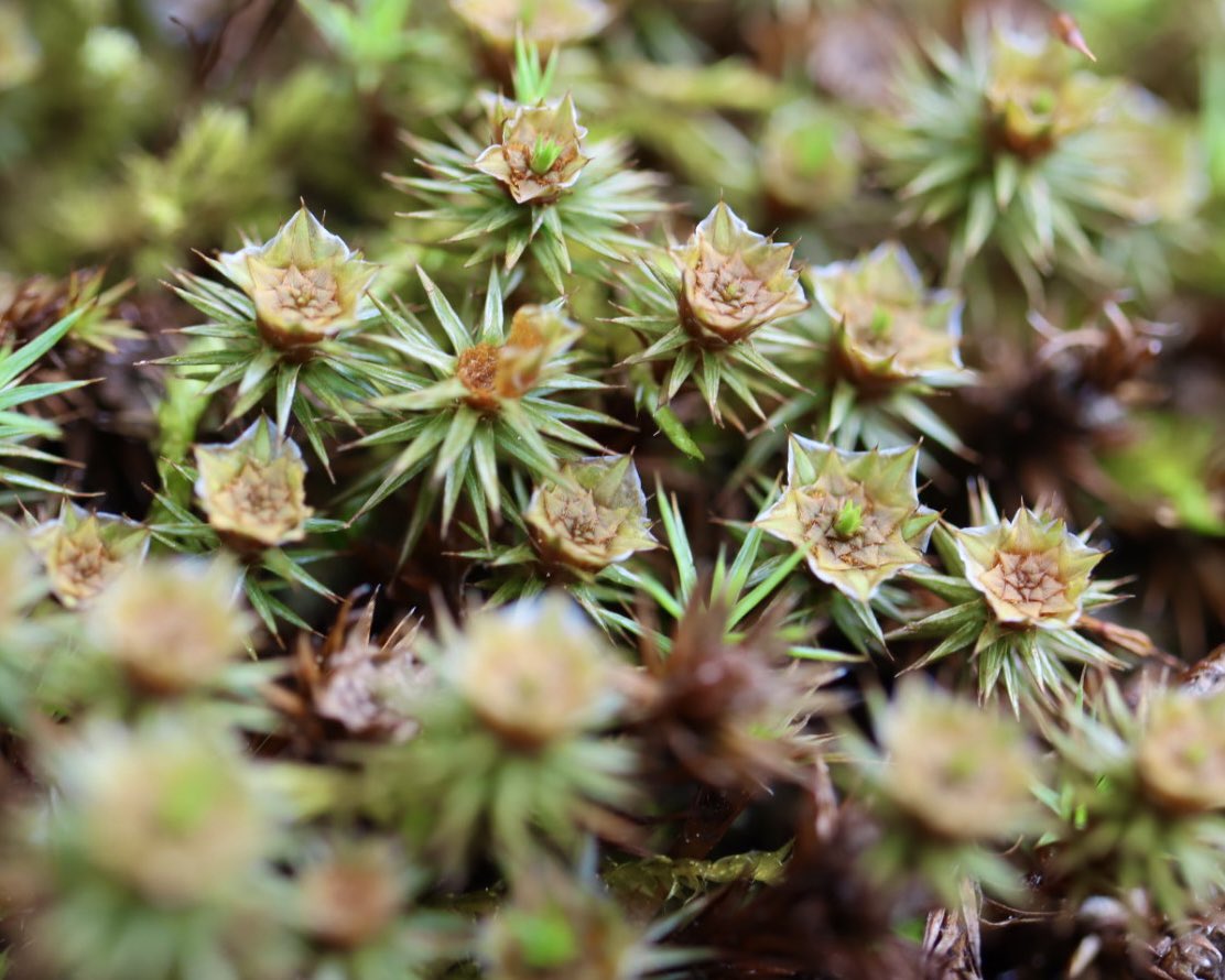 いち 苔花 苔 コケ Moss T Co 3zzpic2ybg Twitter