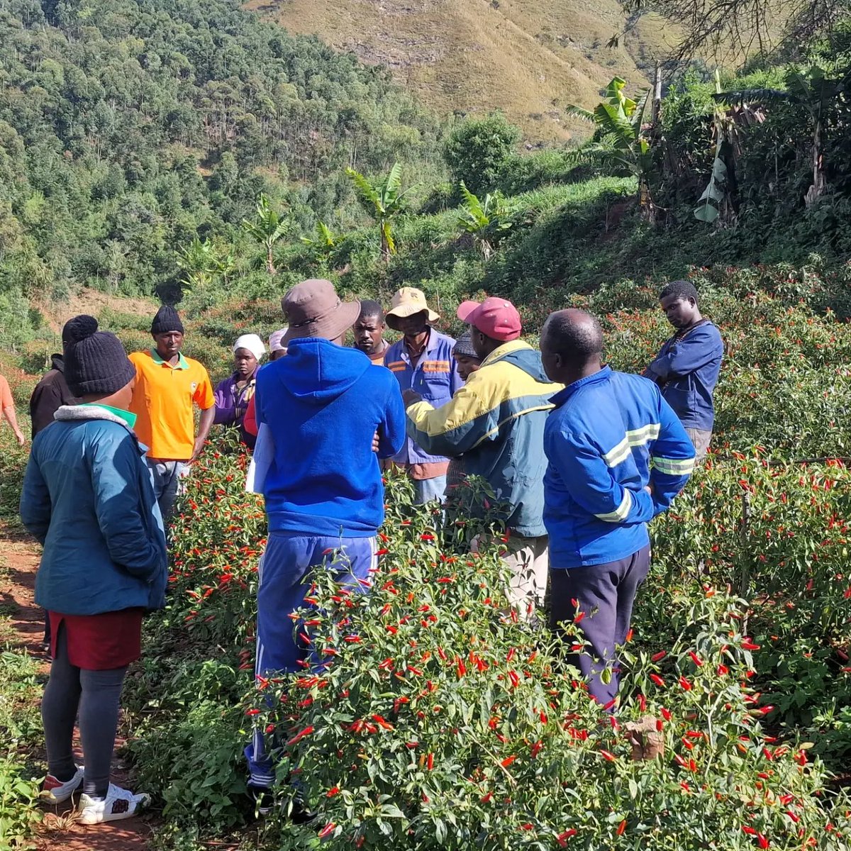 DomberaFarm's tweet photo. ✅️ Sustaining livelihoods 
✅️ Providing employment
✅️ Training 61 small scale farmers to grow using climate smart techniques 

Just some of the ways we as a family #farm (#msme) contribute.

We need affordable finance &amp; access to grants to grow. 

#MSMEDay2022 #Zimbabwe https://t.co/smvqr5pjE4
