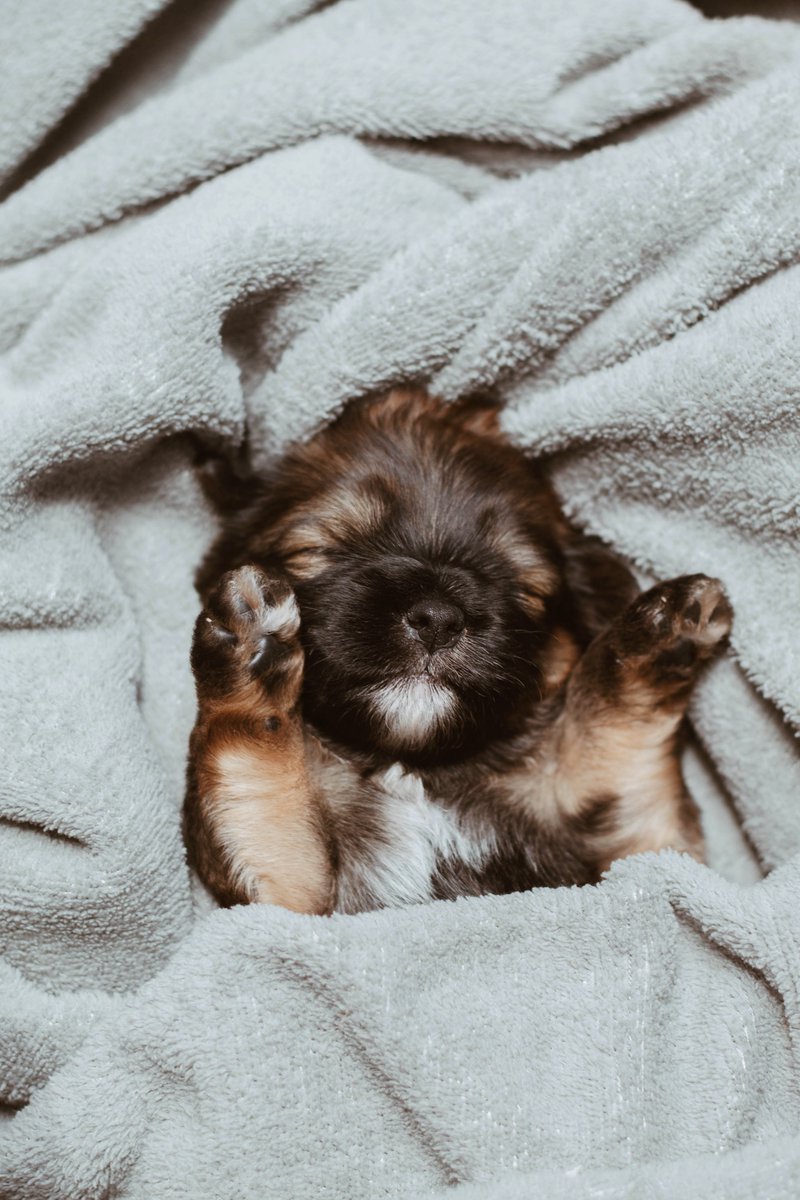 OggisWorld's tweet photo. Its Monday, but it doesn't have to be a blue one!

Be like this VIP, have the good vibes flowing https://t.co/8y8Ts0YpNt