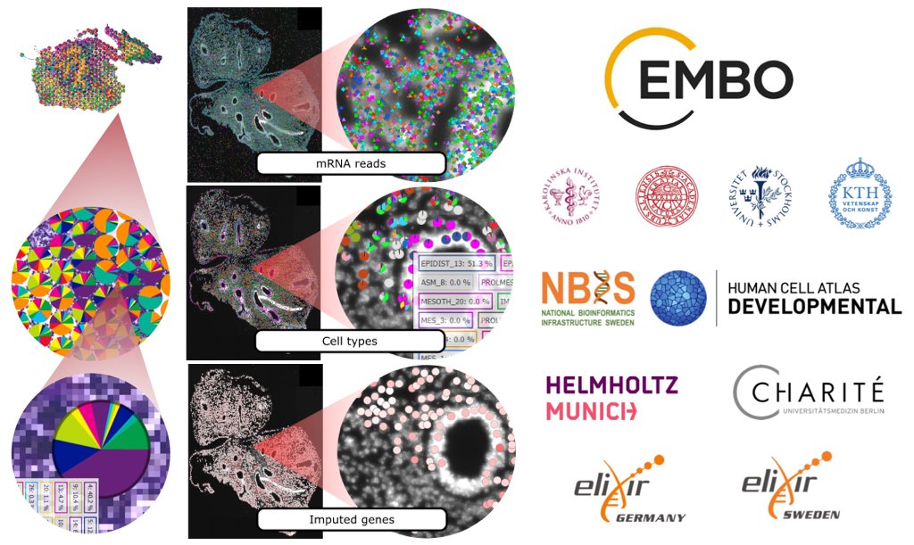 You can still register to the Spatial Omics Data Analysis course hosted by @NBISwe (ELIXIR-SE). 📅 August 29 - September 2 ⌛ 40 hours, including the online lectures and practical coding workshop 📍 Online (Zoom) Find more information: scilifelab.se/event/spatial-…