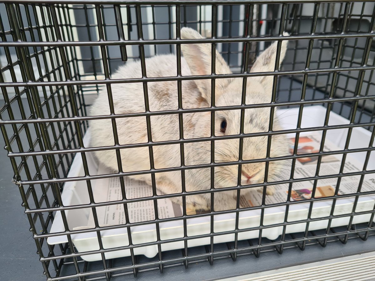 #Gevonden grijs konijn in Het Engelse Werk #Zwolle #Spoolde.

Wie herkent hem/ haar? Neem dan contact op met <a href="/dambuZwolle/">Dierenambulance Zwolle</a>.

#Dierenambulance #Dierenhulp #Samenvoordieren #DierenTeamZwolle