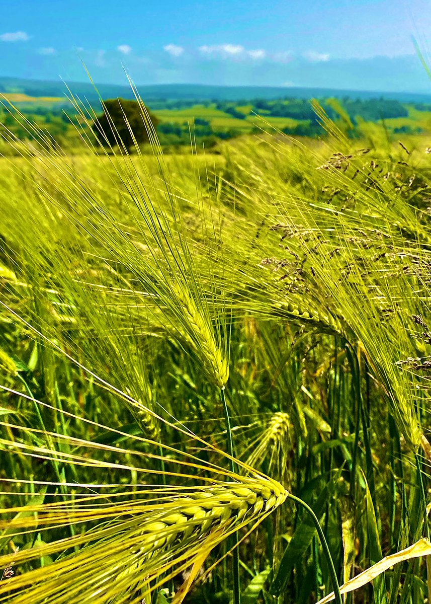 AledHall's tweet photo. Tywydd tipyn gwell ‘ma erbyn amser cinio #morelikeit #llafurcariad
Weather much improved here by lunchtime #morelikeit #amongthefieldsofbarley
@StormHour @ThePhotoHour https://t.co/wxVmlCKceg