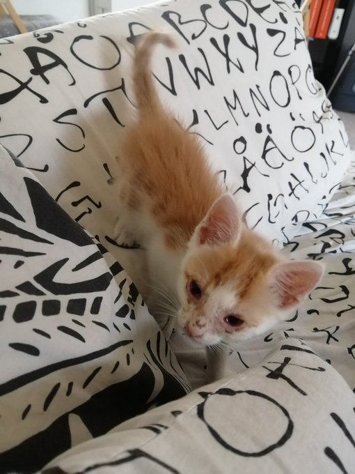 New partecipant in the house.  #catlover https://t.co/ETLckM72yh<a href="/tag/catlover"class="tags">#catlover</a>