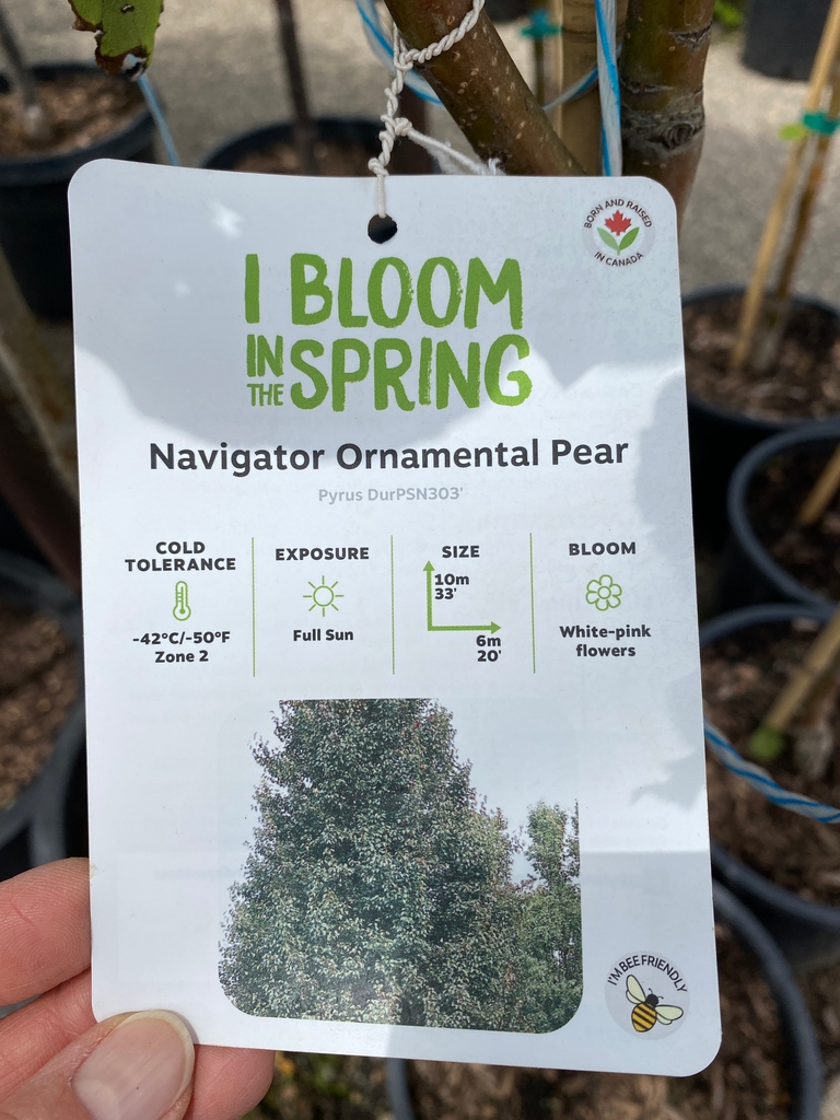 greengategarden's tweet photo. When planning your pollinator-friendly backyard, don't forget to include the trees in your plan! The Navigator ornamental pear is a bee-friendly tree. It is hardy to Zone 2 and offers a lovely flower show with pinkish-white blooms in spring which bees find attractive! #yyctrees https://t.co/qnnbmAQbUt