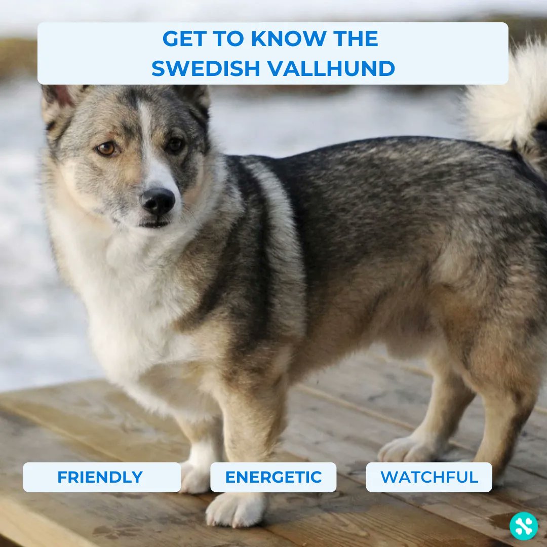 Tailwise 🐾 tweet media