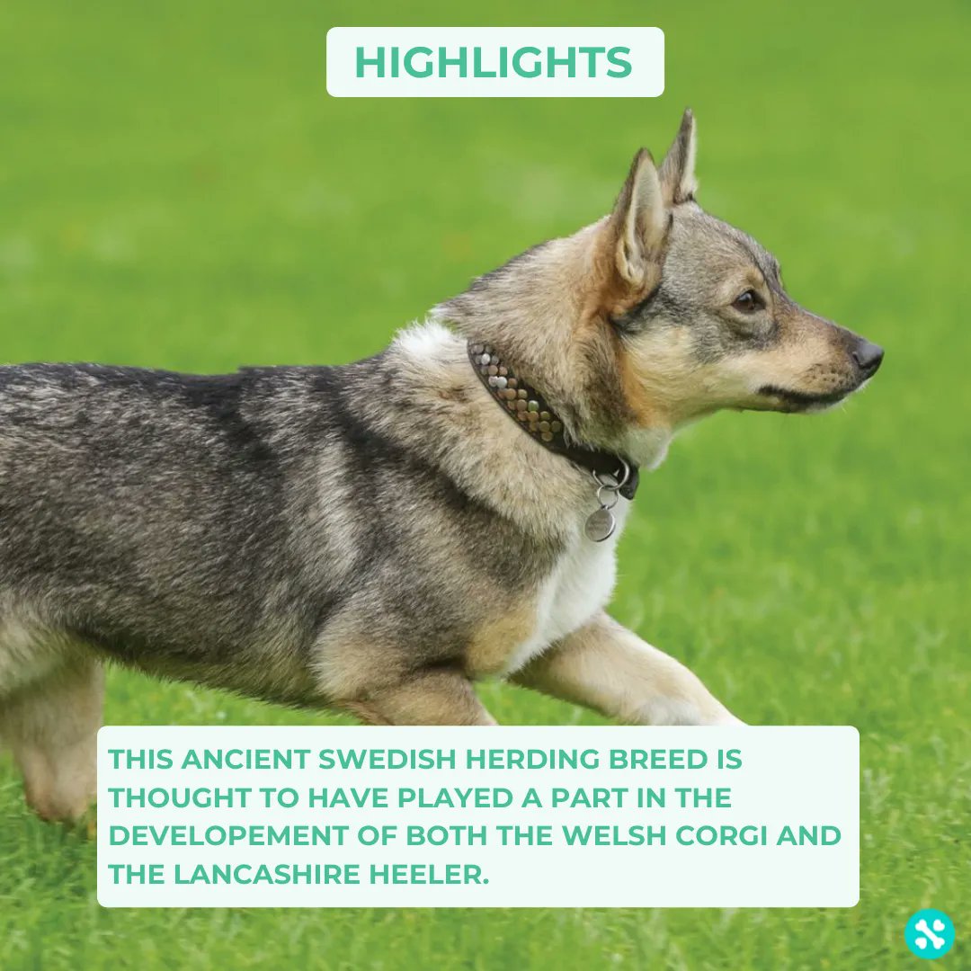 Tailwise 🐾 tweet media