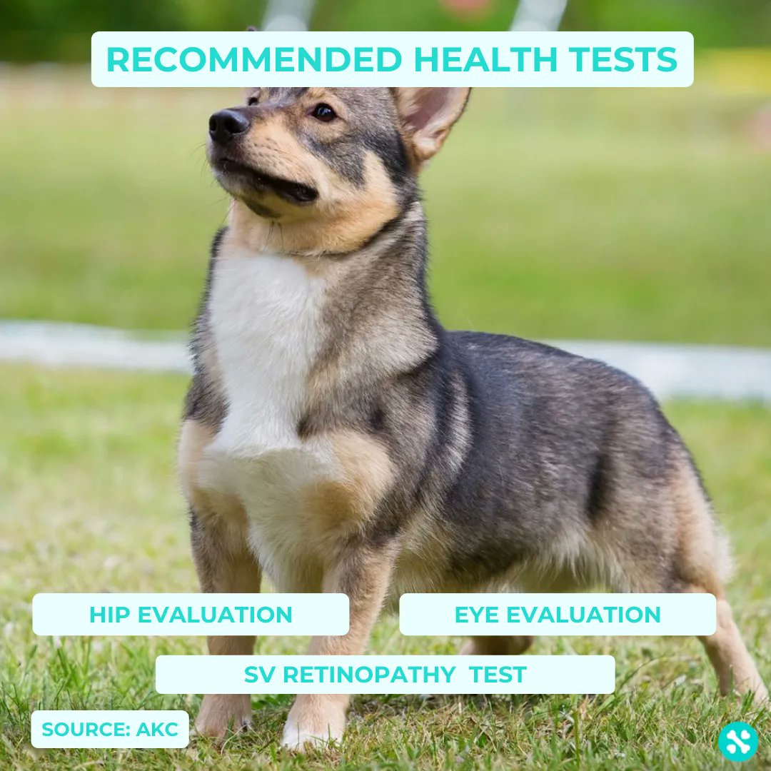 Tailwise 🐾 tweet media