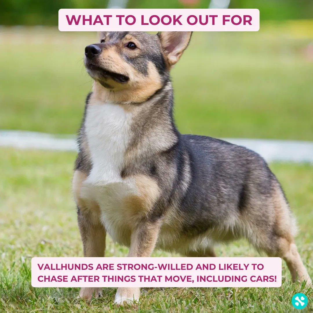 The Swedish Vallhund - an ancient Swedish herding breed that is thought to have played a part in the development of both the Welsh Corgi and the Lancashire Heeler.

Get to know more about this breed and many more on our breed explorer - tailwise.com/breeds/

#swedishvallhund