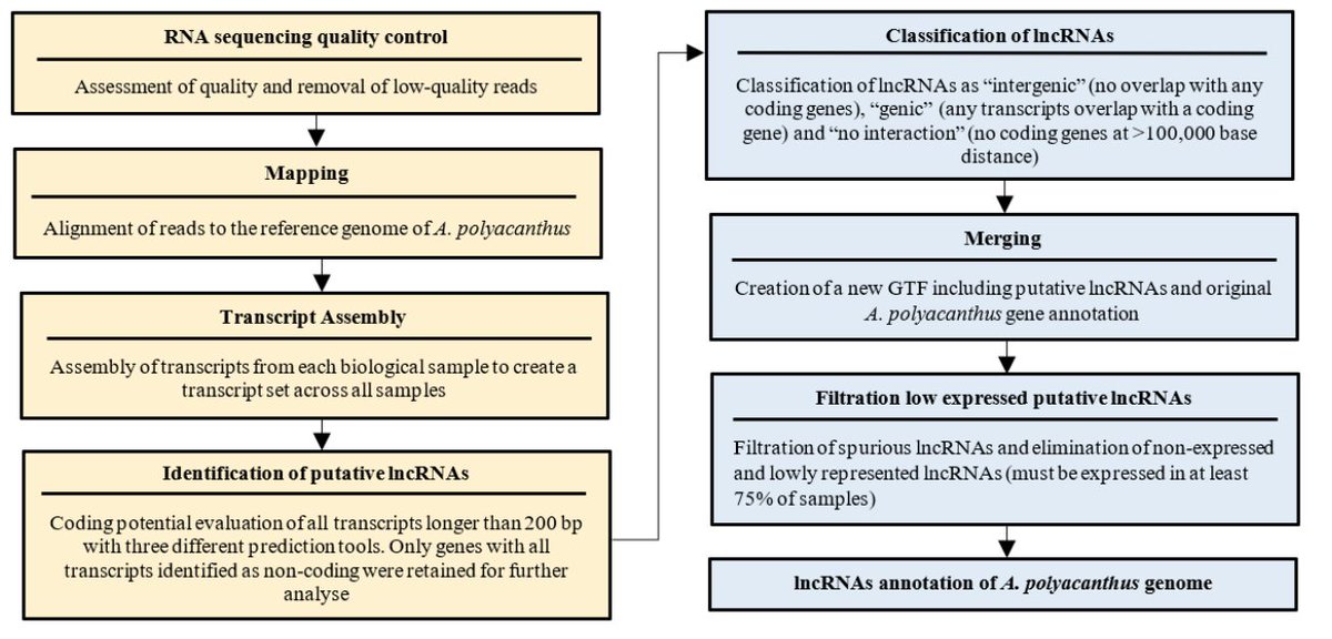 Would you like to use your #RNAsequencing #data to see if #lncRNA are transcriptional regulators? Now you can! We provide guidelines/pipeline for the reliable discovery of #lncRNA in your species (with reference #genome)