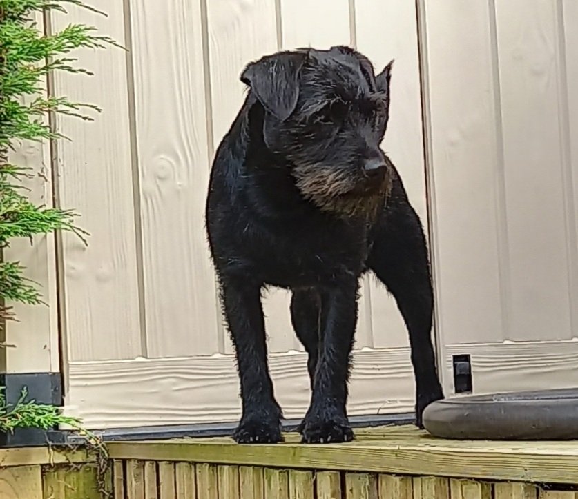 @martynnorton393 <a href="/PatTerriers/">Patterdale Terriers</a> Cracker 1🐾👍