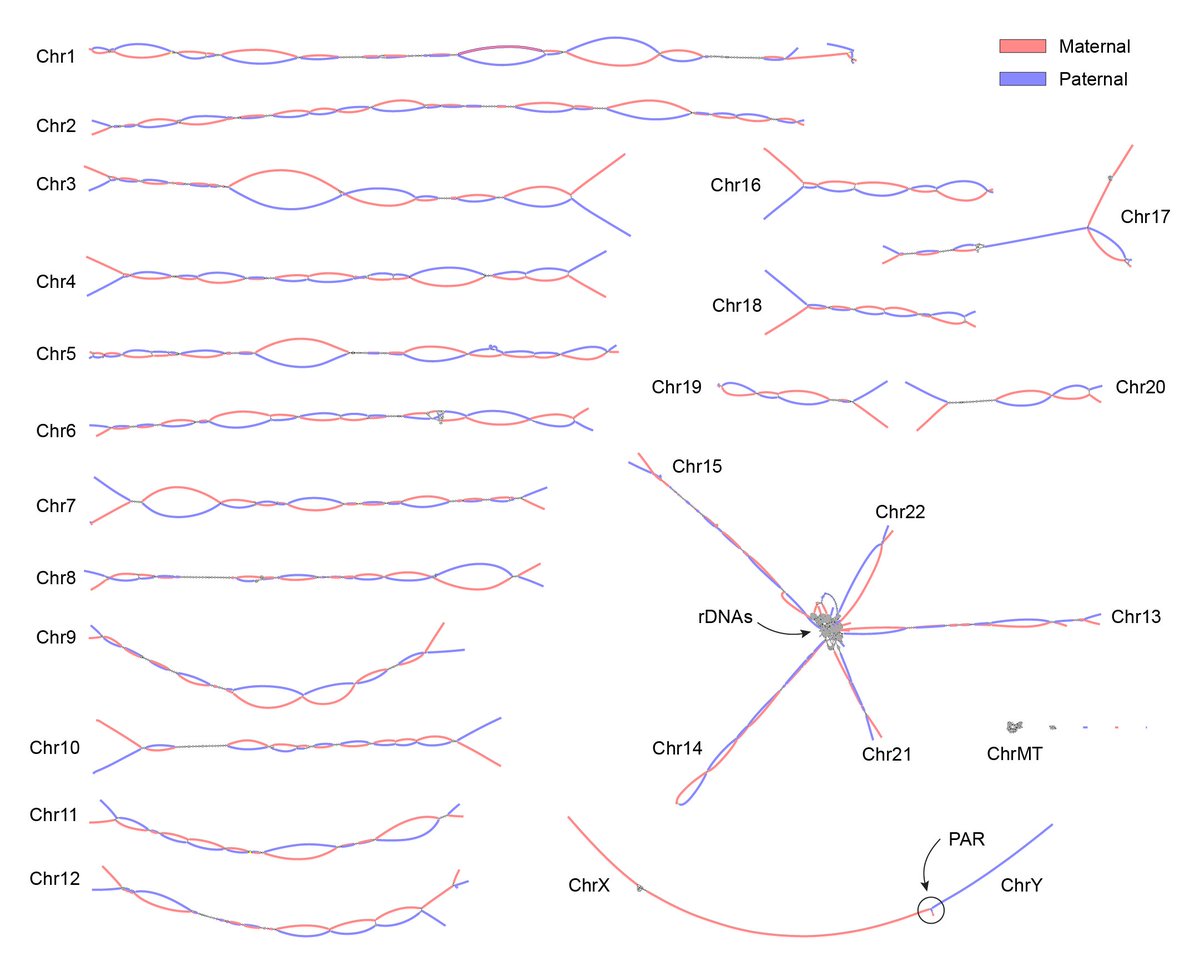 Adam Phillippy (@aphillippy) on Twitter photo Our next big thing! 🎉 "Verkko: telomere-to-telomere assembly of diploid chromosomes" from <a href="/MikkoRautiaine3/">Mikko Rautiainen</a> <a href="/sergeynurk/">Sergey Nurk 🇺🇦</a> <a href="/sergekoren/">Sergey Koren</a> generates beautiful graphs and automatically assembles 20/46 human chromosomes from HG002 #T2T without gaps biorxiv.org/content/10.110… Our next big thing! 🎉 "Verkko: telomere-to-telomere assembly of diploid chromosomes" from <a href="/MikkoRautiaine3/">Mikko Rautiainen</a> <a href="/sergeynurk/">Sergey Nurk 🇺🇦</a> <a href="/sergekoren/">Sergey Koren</a> generates beautiful graphs and automatically assembles 20/46 human chromosomes from HG002 #T2T without gaps biorxiv.org/content/10.110…