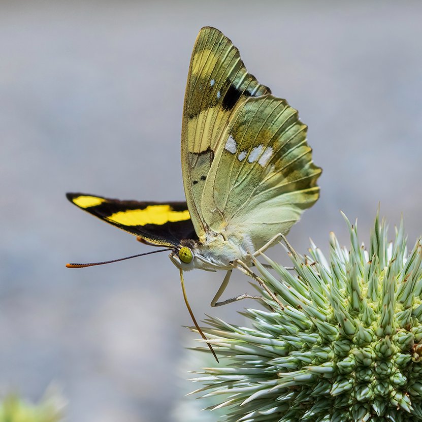 Pek çok kelebek fotoğrafçısının Van ve Hakkari'ye gitme sebebi..
 Şehzade /  Euapatura mirza
Fotoğraf © Abdullah Sarı
Detaylı Bilgi; trakel.org/kelebekler/?fs…