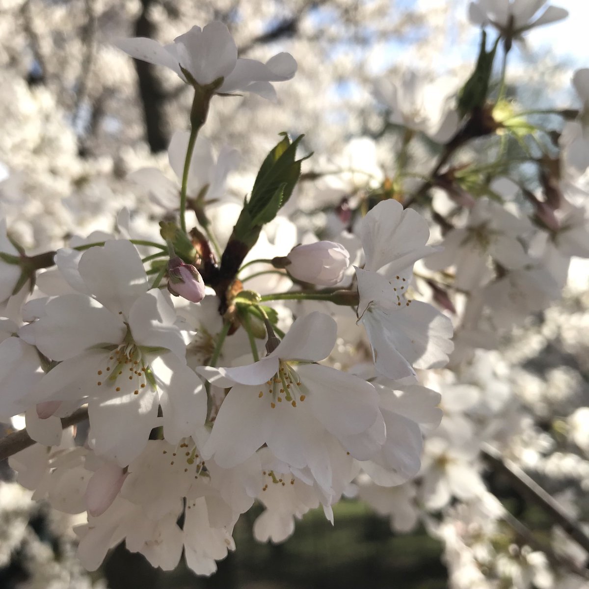 Tory Hendry (@toryhendry) on Twitter photo Learn about genome evolution in floral nectar bacteria today at #Evol2022 <a href="/viviannasanchie/">Vivianna Sanchez</a> is speaking at 5:15 in room 21!
Fun collab with <a href="/RennerLab/">Renner Lab</a> <a href="/rachelvannette/">Rachel Vannette</a> Learn about genome evolution in floral nectar bacteria today at #Evol2022 <a href="/viviannasanchie/">Vivianna Sanchez</a> is speaking at 5:15 in room 21!
Fun collab with <a href="/RennerLab/">Renner Lab</a> <a href="/rachelvannette/">Rachel Vannette</a> 