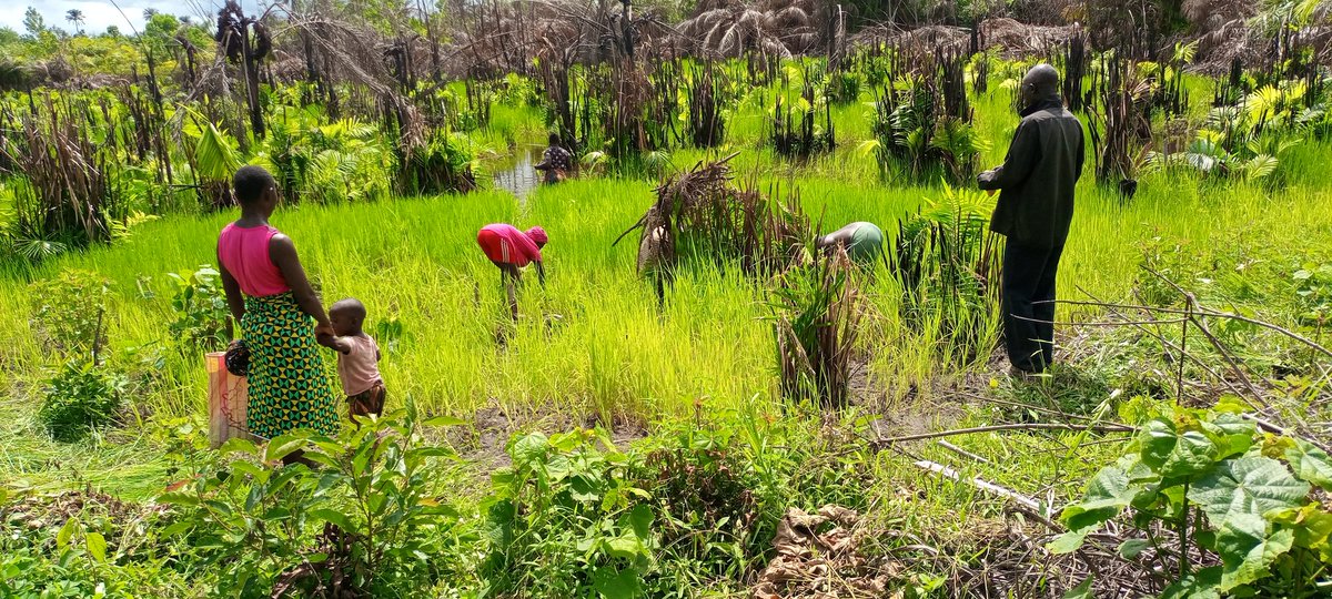 realmadasandy's tweet photo. Back  At It!!!
Not your regular kind of Monday. Grateful soul🙏🏿

#Weeding
#RiceFarm
#SandyGrowsandRears
#FromHospital2DFarm
#Salonetweeter https://t.co/iiFjTuge2B
